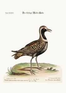 The Spotted Plover，1749-73